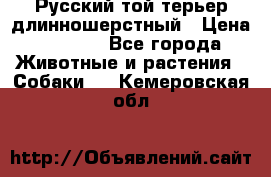 Русский той-терьер длинношерстный › Цена ­ 7 000 - Все города Животные и растения » Собаки   . Кемеровская обл.